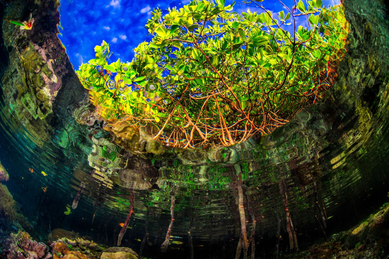 Mangroves. पानी के नीचे से मैंग्रोव का एक दृश्य। भूरी जड़ें चमकीले हरे पत्तों तक लेजाती हैं, जो चमकीले नीले आकाश के सामने छाया हुआ है, जिसकी जड़ें लहरदार हरेपानी में हैं।
