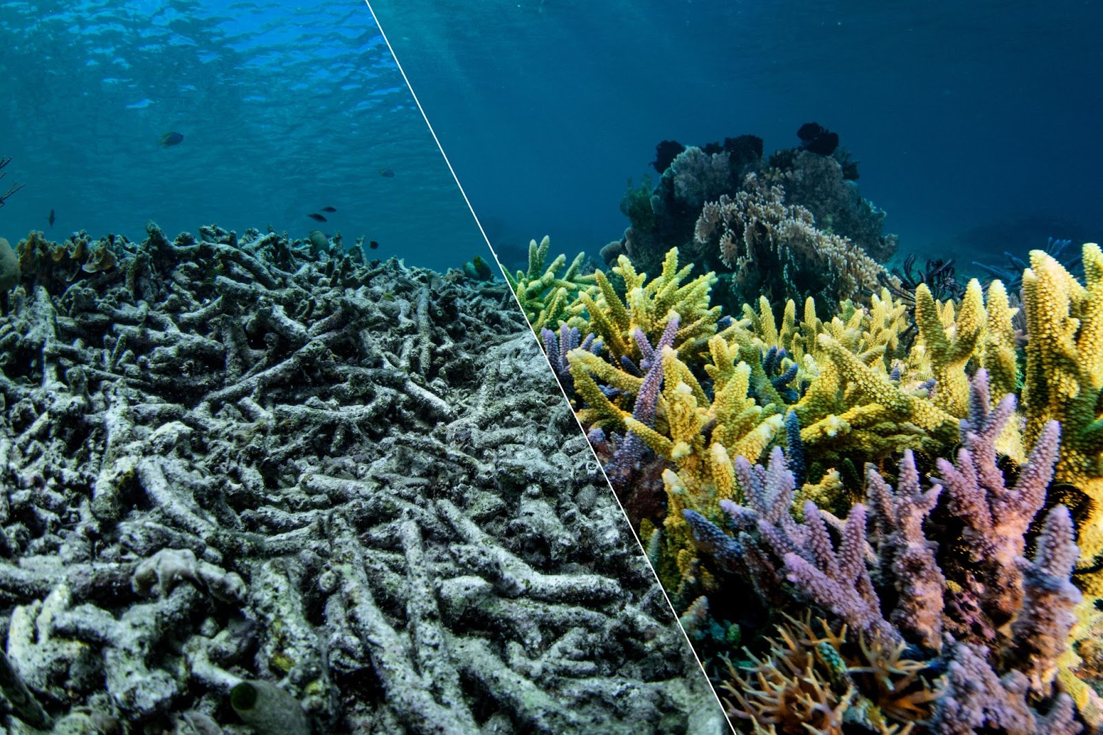 Before and
after coral restoration near Komodo, Indonesia मूंगे की एक तस्वीर, जो आधे में विभाजित है: बायीं ओर धूसर, रंगहीन मूंगा ढहगया है क्योंकि इसके ऊपर समुद्र की लहरें उठ रही हैं। दाईं ओर हम मूंगा को सीधाखड़ा, पीले, बैंगनी और गुलाबी रंग में जीवंत देखते हैं। मरते हुए मूंगे औरस्वस्थ मूंगे के बीचअंतर।