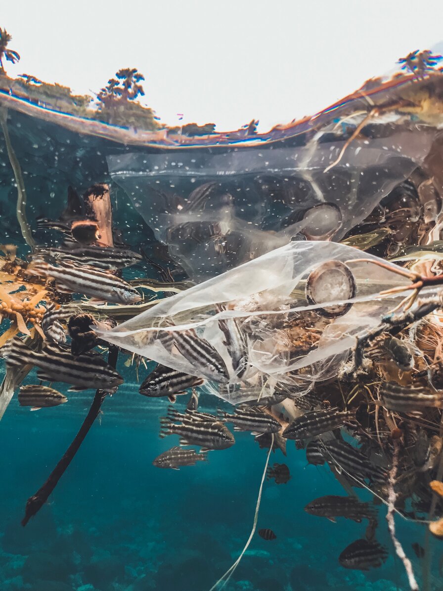 saco plástico no mar azul. Ele prendeu vários peixes com listras pretas ebrancas. Outros nadam ao redordele.