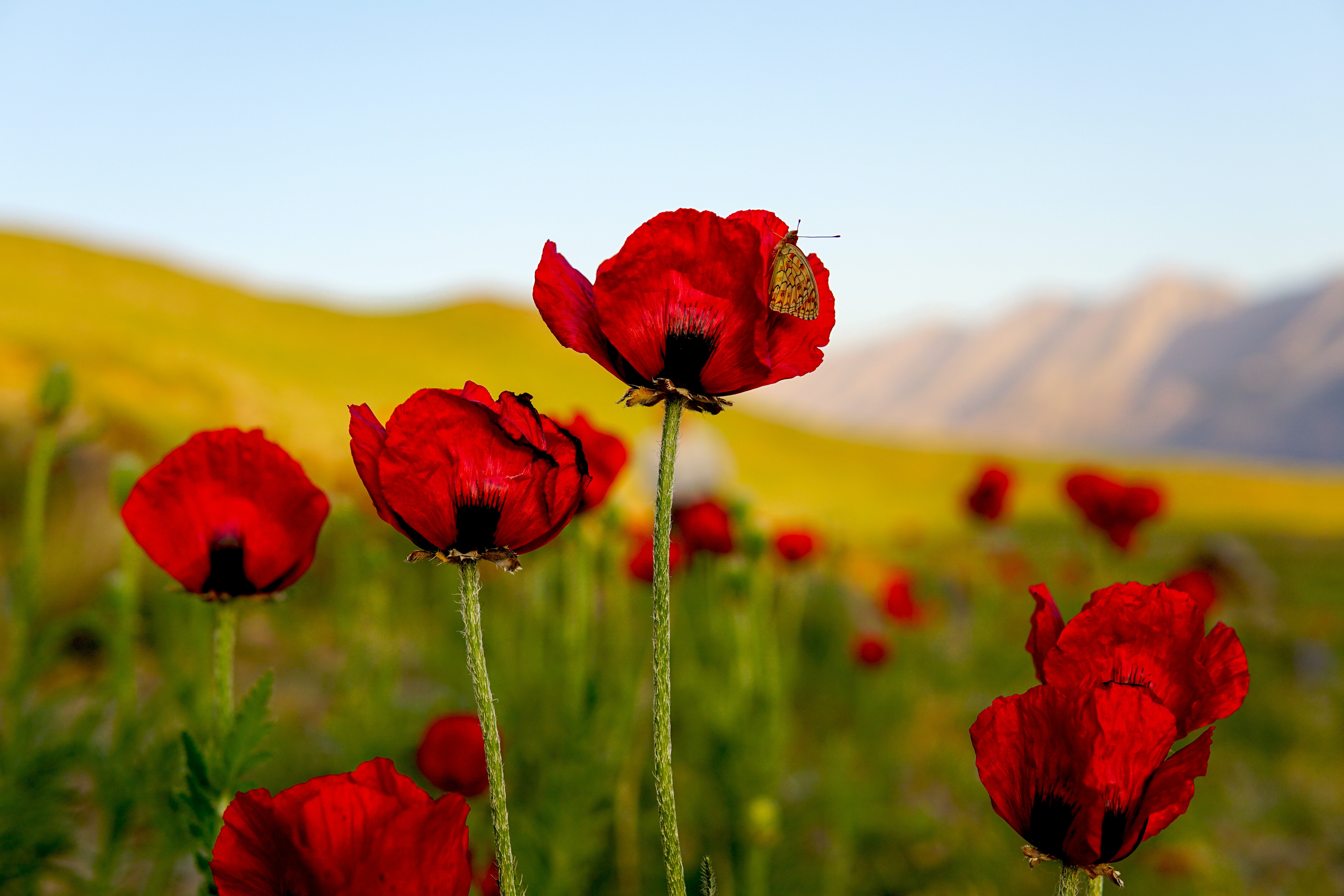 The ‘Desert’ was Already Blooming: Palestine, Colonialism and Global Climate Justice